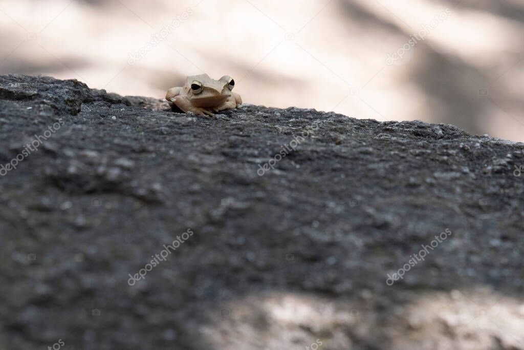 Seen resting on top of a big rock under some shade during a summer day, Common Tree Frog Polypedates leucomystax, Thailand