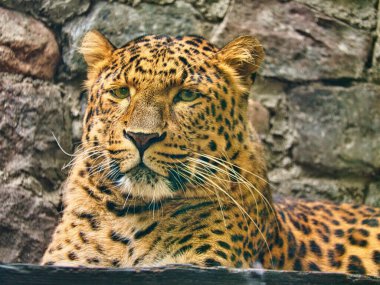 Hayvanat bahçesindeki kameraya bakan güzel bir leoparın yakın çekimi.