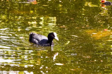 Ördek yüzme bir yeşil su nehir.