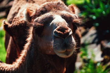 Sevimli bir Bactrian devenin (Camelus bactrianus) kafasının yakın çekimi