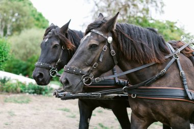 At gözlükleri ve koşum takımlarıyla güzel koyu kahverengi atların yakın çekimi.