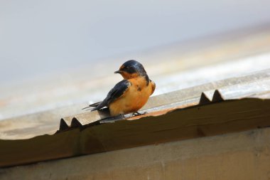 Çatıdaki şirin bir ahır kırlangıcının yakın çekimi.