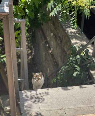 Güneşin altında yürüyen sevimli bir kedi.