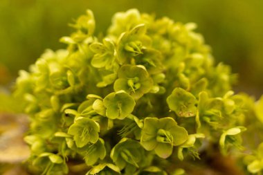 Marsh Euphorbia bitkilerinin seçici odak noktası