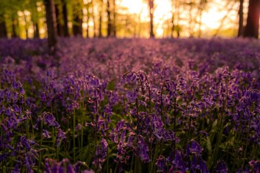 Ormanda gün batımında solmuş mor çan çiçeklerinin sığ odağı.