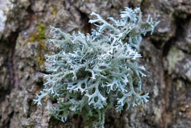 Cladonia Rangiferina liken, doğa, vahşi.
