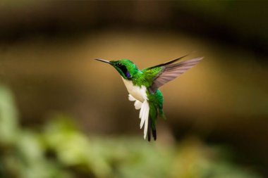 Siyah kulaklı bir perinin seçici odak noktası (heliothryx auritus))