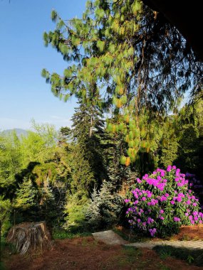 Renkli çiçekler ve parktaki ağaçlı bitkiler.