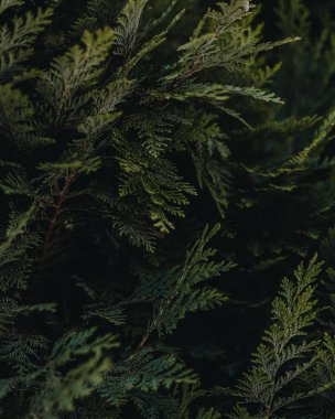 Tam kare yeşil çam yaprağı.