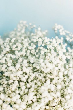 Mavi arka planda bir buket beyaz Gypsophilas dikey çekim