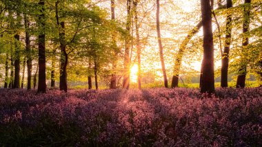 Gün batımında, ormandaki ağaçların dibinde sihirli mor çan çiçekleri manzarası.