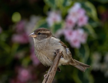 Bir ev serçesinin (Passer domesticus) ahşap üzerine tünemiş makro görüntüsü