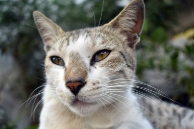Yüzü çizgili Tayland kedisi, desenli çizgili kedi