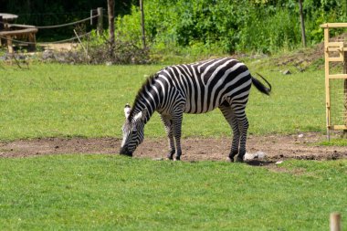 Güneşli bir günde Vahşi Yer Projesi 'nde otlayan bir zebra.