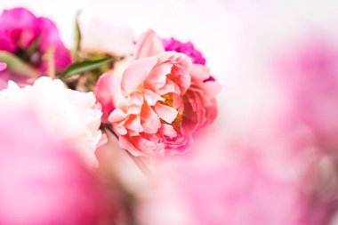 Pembe şakayığın yakın çekimi bulanık arka planda izole edilmiş..