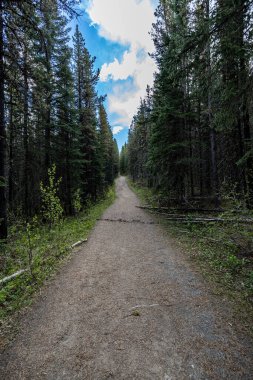 Ormandaki boş toprak yolun dikey görüntüsü.