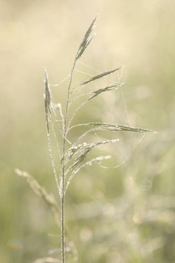 Tarladaki örümceğin ağındaki su damlalarının seçici odak noktası