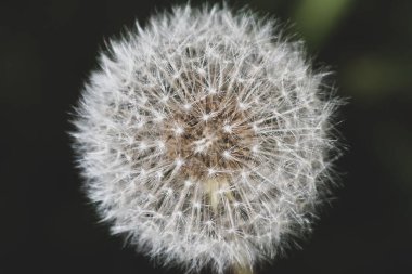 Bulanık arkaplanda karahindiba tohumu, Taraxacum yakın çekim.