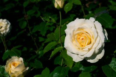 Güneşin altında güzel beyaz çiçekleri olan bir bahçe gülünün yakın çekimi.