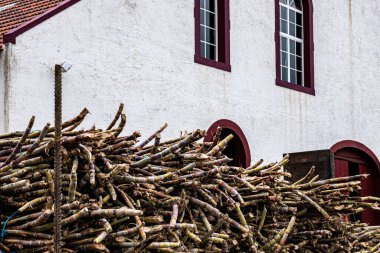 Şeker kamışlarının yakın plan çekimi bir binanın yanında.