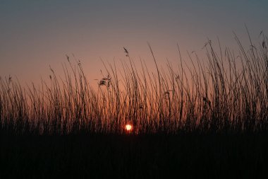 Turuncu güneş, günbatımında bir tarlada rüzgarın süpürdüğü uzun çimenlerin arasından parlıyordu.