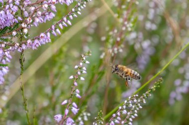 Baharda Heather 'ın arasında uçuşan arı.