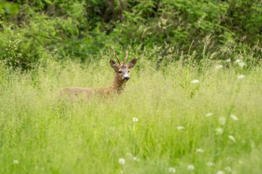Güneşli bir günde uzun bir çim tarlasında duran sevimli bir geyik.