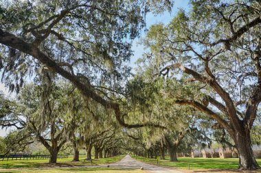 Güney Carolina, ABD 'de Boone Hall Plantation & Gardens' ın güzel bir manzarası