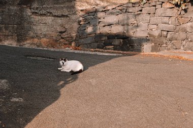 Güneşli bir günde sokakta yatan beyaz bir kedi yavrusu.