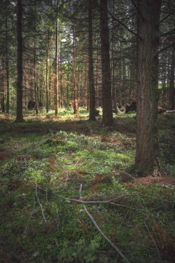Northumberland, İngiltere 'de gün ışığında çam ağaçlarından oluşan sakin bir ormanın dikey çekimi
