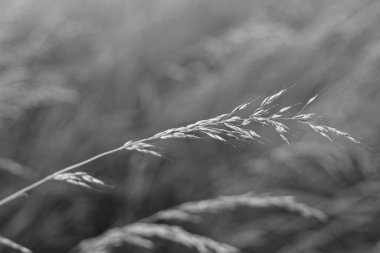 Bulanık bir arkaplanda buğdayın yakın plan siyah beyaz görüntüsü.