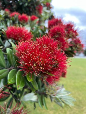 Parlak güneş ışığı altında açan kırmızı Metrosideros Excelsa (pohutukawa) çiçeklerinin dikey yakın çekimi