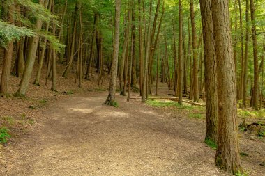 Ormanın ortasında açık bir patikanın güzel bir görüntüsü.