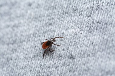 Kurban bekleyen insan giysilerindeki tehlikeli kan emiciye bakın.