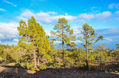İspanya 'nın Tenerife Kanarya Adalarındaki Çam Ormanı