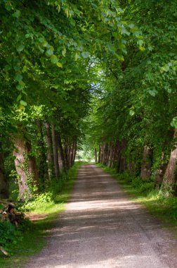Parlak yeşil bir ormanda yürüyen bir patikanın dikey görüntüsü.
