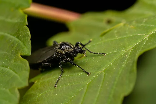 Macro Shot Beetle Sitting Leaf Blurry Background — Stock Photo, Image