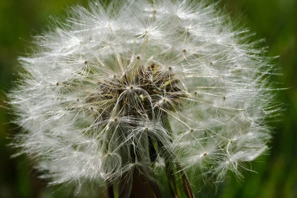 Una Macro Toma Los Detalles Diente León —  Fotos de Stock