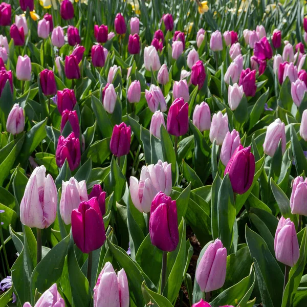 Вертикальний Набір Тюльпанів Tulipa Gesneriana Тюльпани Дідьє Кеукенгофі Ліссе Нідерланди — стокове фото