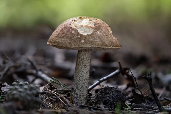 Gros Plan Leccinum Scabrum Connu Sous Nom Bolete Tige Rugueuse — Photo