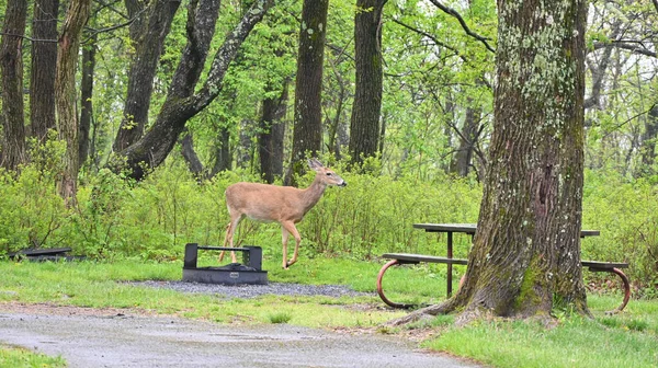 Cervo Dalla Coda Bianca Femmina Odocoileus Virginianus Passeggiando Nel Parco — Foto Stock