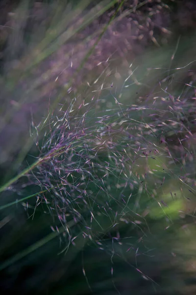 Eine Nahaufnahme Von Blühenden Pflanzen Isoliert Der Grünen Natur Hintergrund — Stockfoto