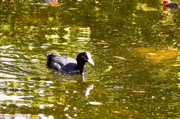 Ördek yüzme bir yeşil su nehir.