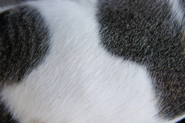 Ένα Κοντινό Πλάνο Του Δέρματος Μιας Γάτας Της Ανατολίας — Φωτογραφία Αρχείου