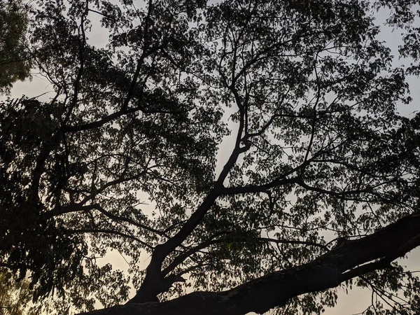 Vacker Bild Träd Grenar Mot Himlen Solnedgången — Stockfoto
