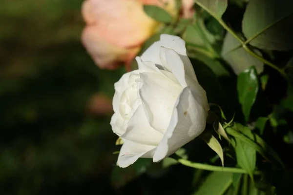 Een Close Van Rosa Korbin Iceberg Fee Des Neiges Schneewittchen — Stockfoto