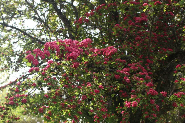 昼間のピンクのホーソンブッシュの美しい景色 — ストック写真