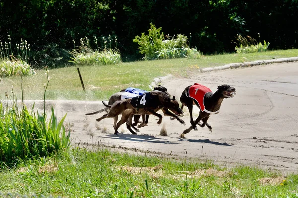 Inicio Galgos Negros Furiosos Corriendo Toda Velocidad Una Pista Carreras — Foto de Stock