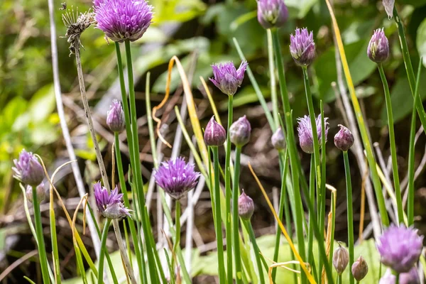 Uien Chives Cive Grasslok Allium Schoenoprasum — Stockfoto