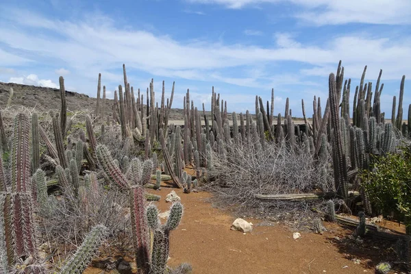 Belo Tiro Campo Plantas Ásperas Stenocereus Eruca Contra Céu Azul — Fotografia de Stock